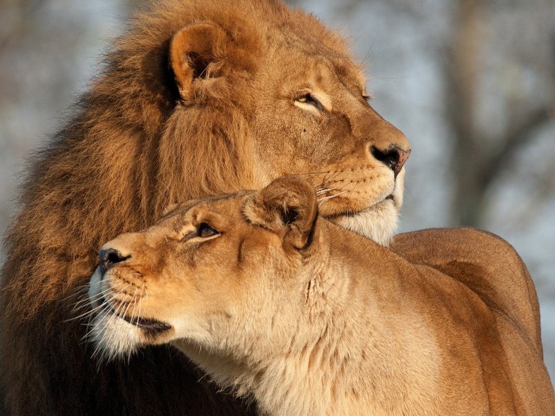 Красивые лев и львица